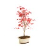 Boutique Bonsai Acer Palmatum Deshojo 36 cm APD260304MB