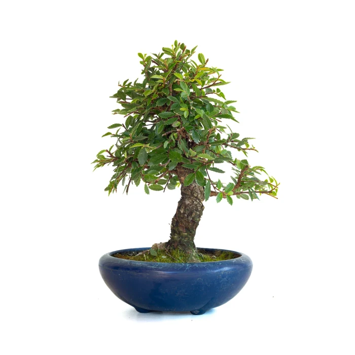 Acheter Bonsai en ligne Orme du Japon 25 cm Sankaly Bonsai