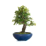 Acheter Bonsai en ligne Orme du Japon 25 cm Sankaly Bonsai