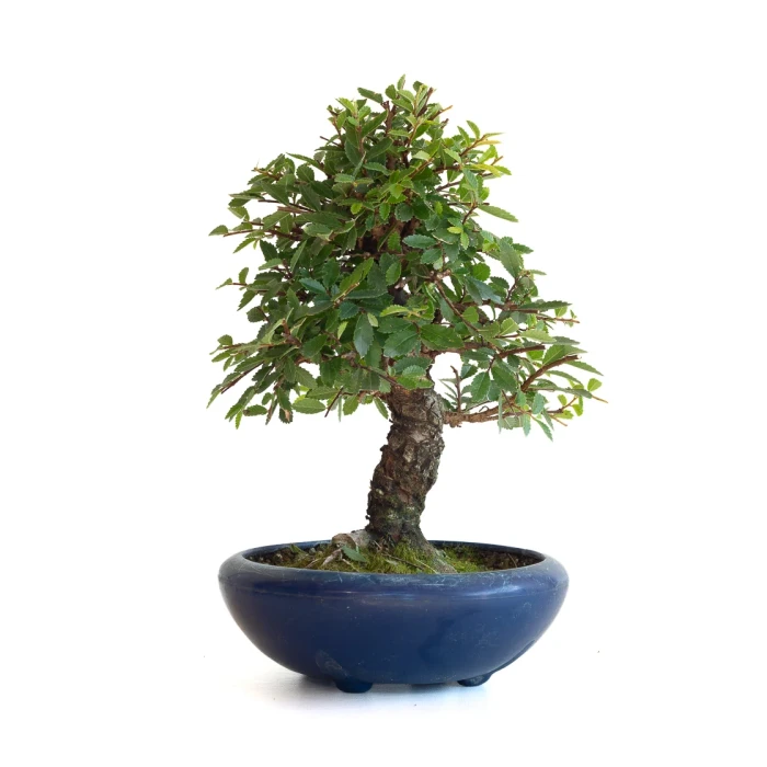 Vente Bonsai en ligne Orme du Japon 25 cm Sankaly Bonsai