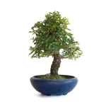Vente Bonsai en ligne Orme du Japon 25 cm Sankaly Bonsai