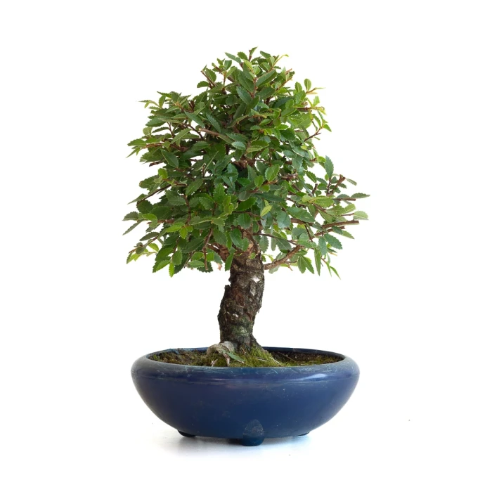 Achat Bonsai Orme du Japon 25 cm Sankaly Bonsai