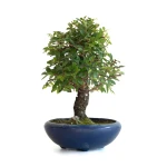 Achat Bonsai Orme du Japon 25 cm Sankaly Bonsai