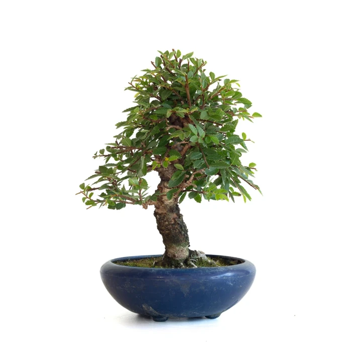 Achat Bonsai en ligne Orme du Japon 25 cm Sankaly Bonsai