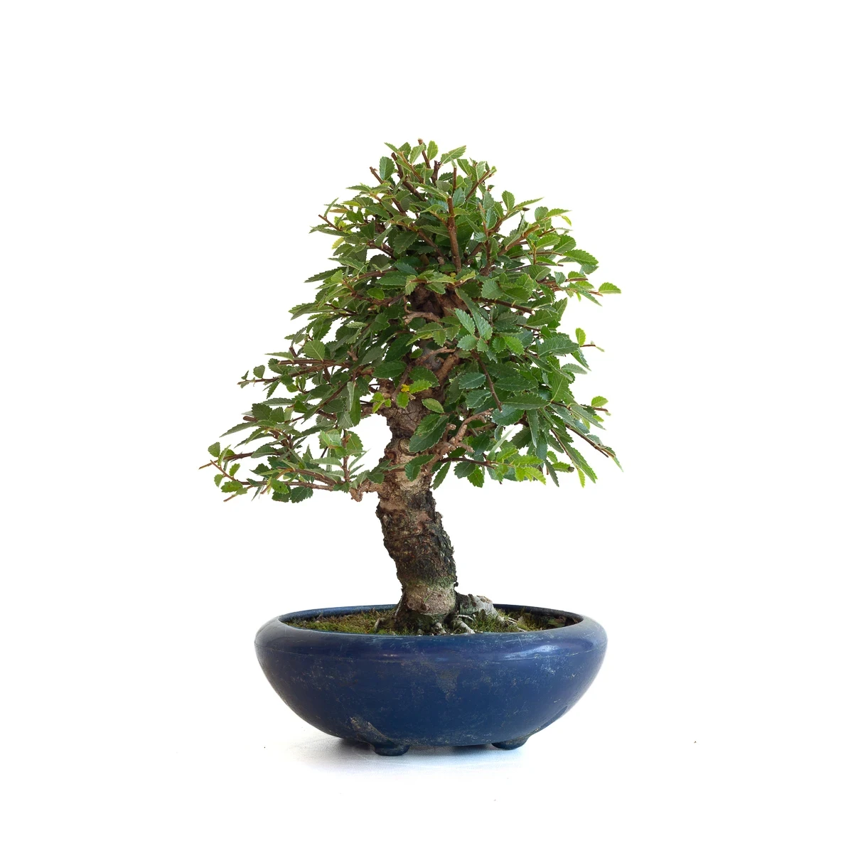 Achat Bonsai en ligne Orme du Japon 25 cm Sankaly Bonsai