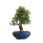 Achat Bonsai en ligne Orme du Japon 25 cm Sankaly Bonsai