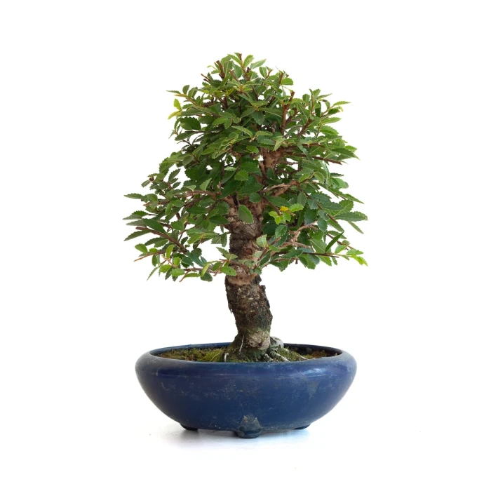Acheter Bonsai Orme du Japon 25 cm Sankaly Bonsai