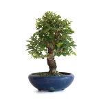 Acheter Bonsai Orme du Japon 25 cm Sankaly Bonsai