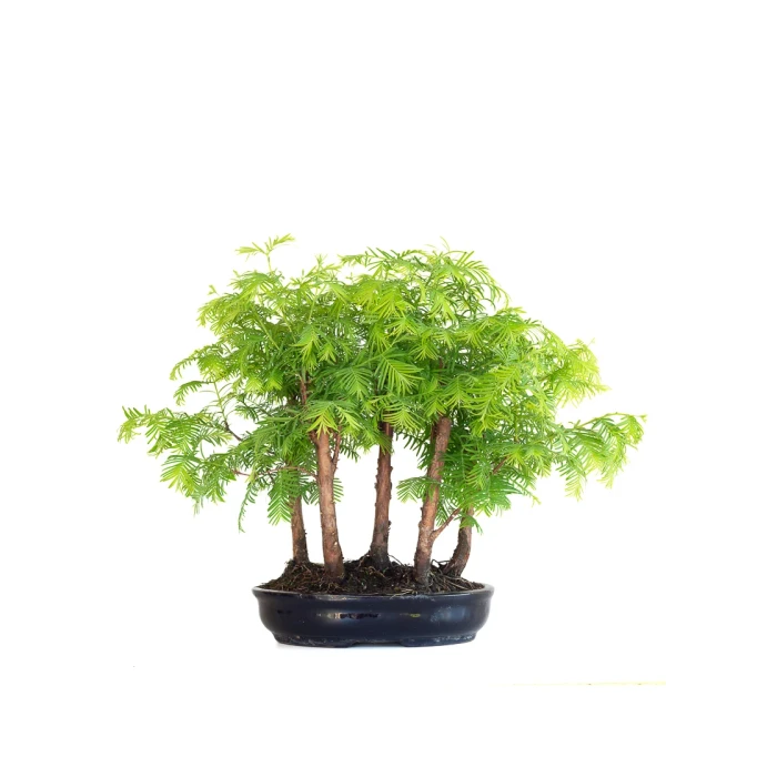 Acheter Bonsai en ligne Forêt de Séquoia (Metasequoia), 7 troncs 35 cm Sankaly Bonsai