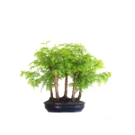 Acheter Bonsai en ligne Forêt de Séquoia (Metasequoia), 7 troncs 35 cm Sankaly Bonsai