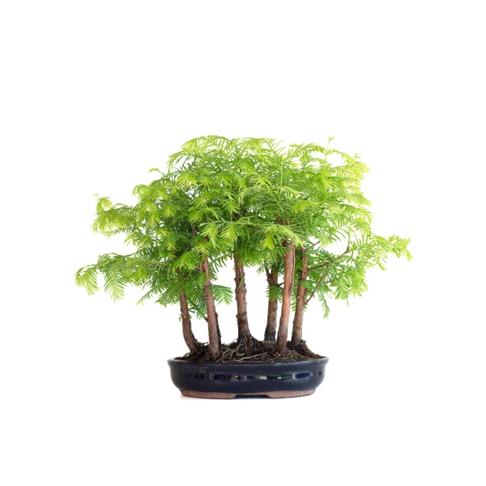 Achat Bonsai en ligne Forêt de Séquoia (Metasequoia), 7 troncs 35 cm Sankaly Bonsai