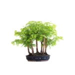 Achat Bonsai en ligne Forêt de Séquoia (Metasequoia), 7 troncs 35 cm Sankaly Bonsai