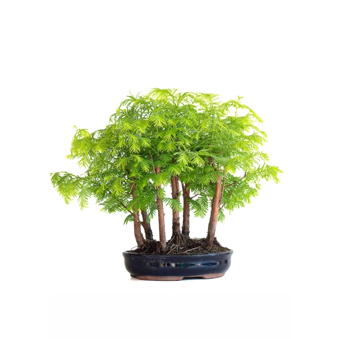 Vente de Bonsai Forêt de Séquoia (Metasequoia), 7 troncs 35 cm Sankaly Bonsai
