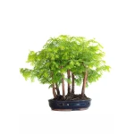 Vente de Bonsai Forêt de Séquoia (Metasequoia), 7 troncs 35 cm Sankaly Bonsai