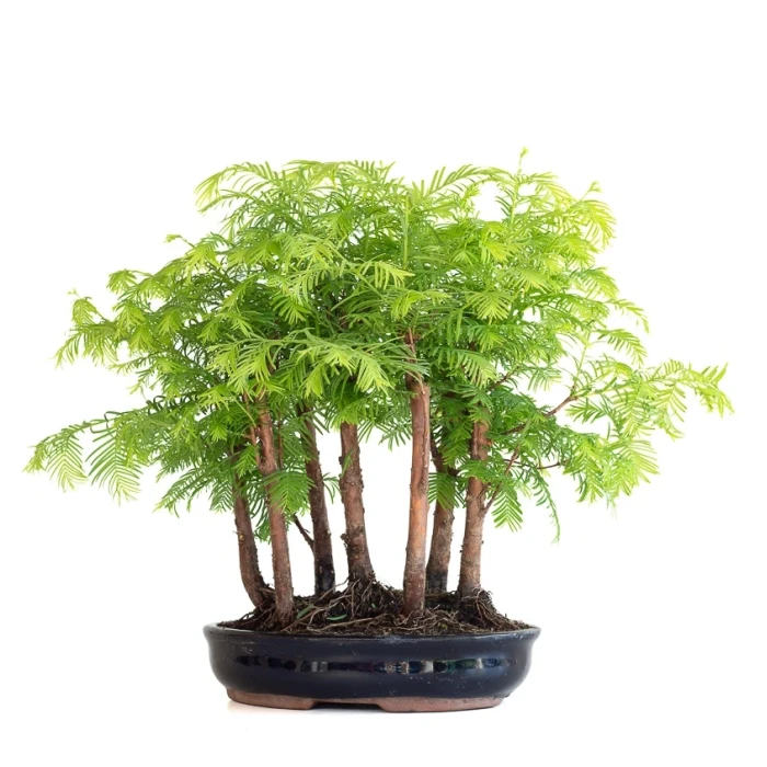 Vente de Bonsai en ligne Forêt de Séquoia (Metasequoia), 7 troncs 35 cm Sankaly Bonsai