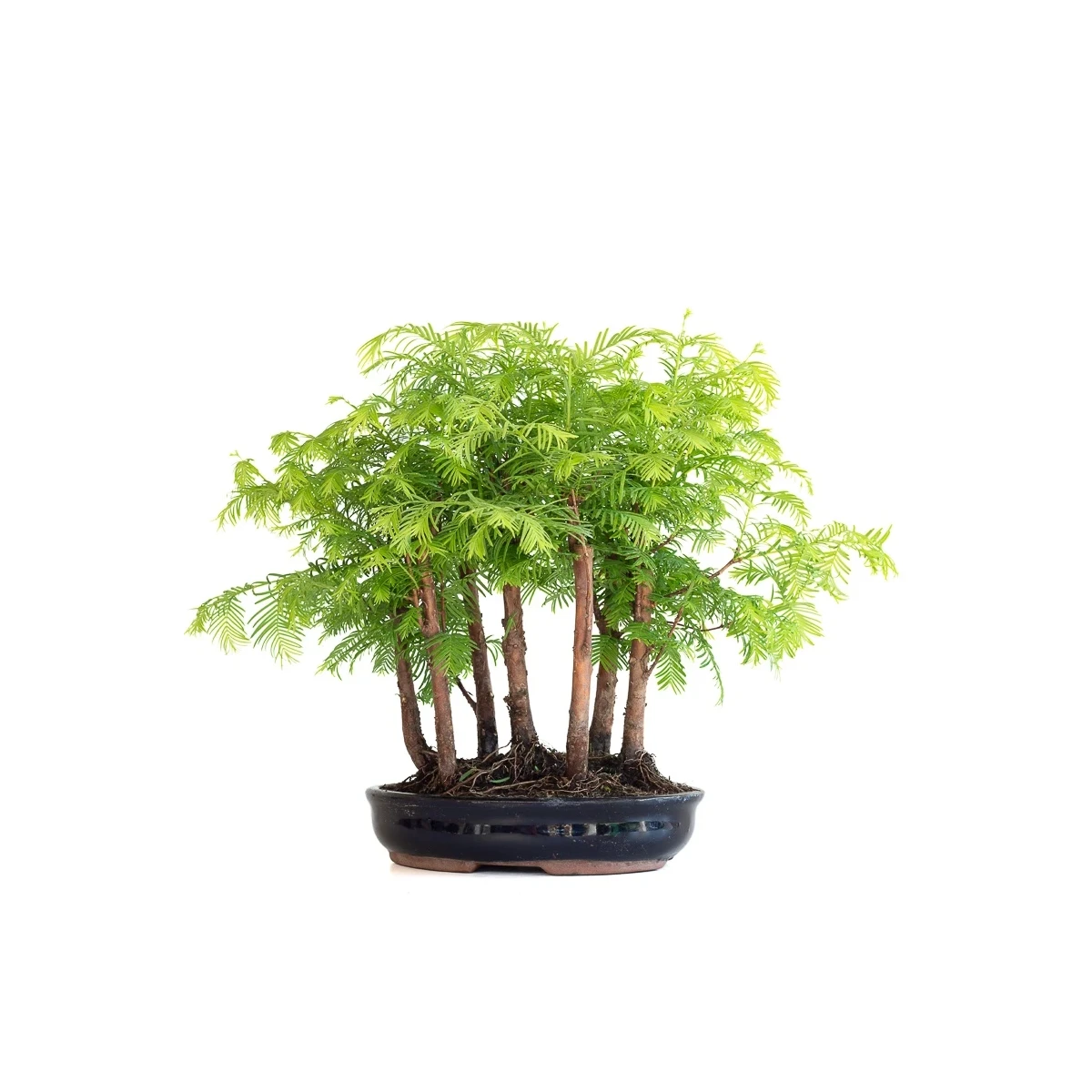 Vente de Bonsai en ligne Forêt de Séquoia (Metasequoia), 7 troncs 35 cm Sankaly Bonsai