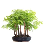 Vente de Bonsai en ligne Forêt de Séquoia (Metasequoia), 7 troncs 35 cm Sankaly Bonsai