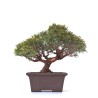 Vente Bonsaï Juniperus Chinensis Shohin de 24 cm originaire du Japon, âgé d’environ 18 à 20 ans JC260301MB