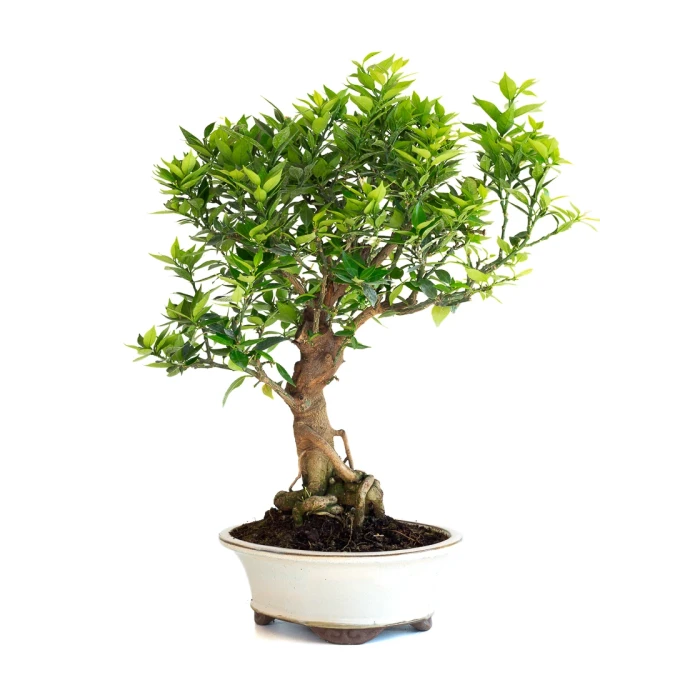Acheter en ligne de Bonsai Citronnier Citrus Myrtifolia 54 cm Sankaly Bonsai