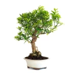 Acheter en ligne de Bonsai Citronnier Citrus Myrtifolia 54 cm Sankaly Bonsai