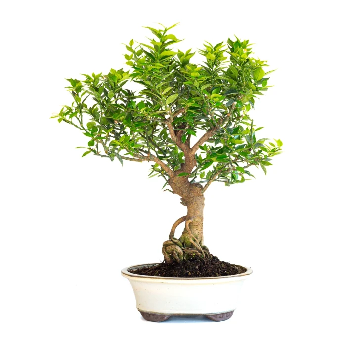 Vente en ligne de Bonsai Citronnier Citrus Myrtifolia 54 cm Sankaly Bonsai