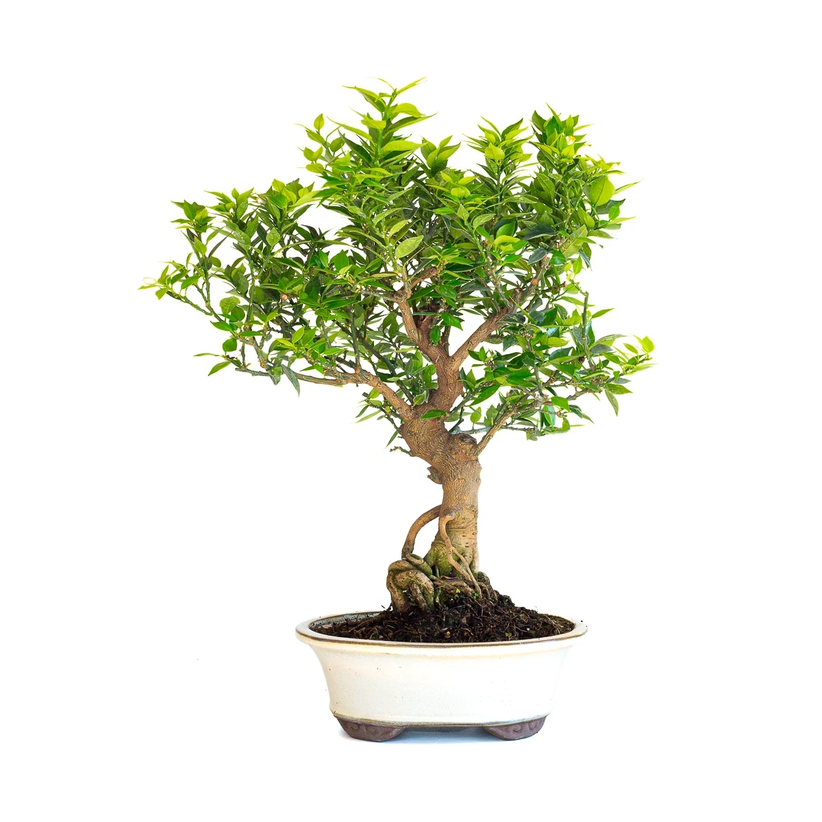 Vente en ligne de Bonsai Citronnier Citrus Myrtifolia 54 cm Sankaly Bonsai