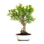 Vente en ligne de Bonsai Citronnier Citrus Myrtifolia 54 cm Sankaly Bonsai