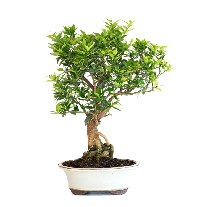 Achat en ligne de Bonsai Citronnier Citrus Myrtifolia 54 cm Sankaly Bonsai