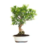 Achat en ligne de Bonsai Citronnier Citrus Myrtifolia 54 cm Sankaly Bonsai