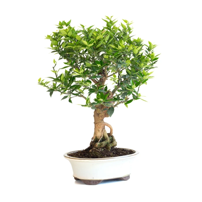 Acheter Bonsai Citronnier Citrus Myrtifolia 54 cm Sankaly Bonsai