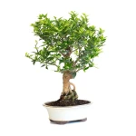 Acheter Bonsai Citronnier Citrus Myrtifolia 54 cm Sankaly Bonsai
