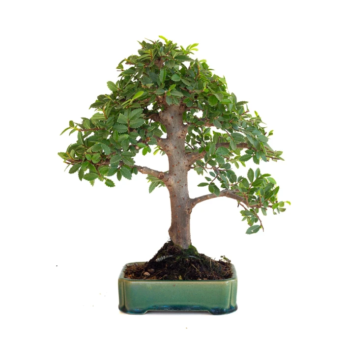 Achat Bonsai en ligne Orme du Japon Shohin 27 cm Sankaly Bonsai