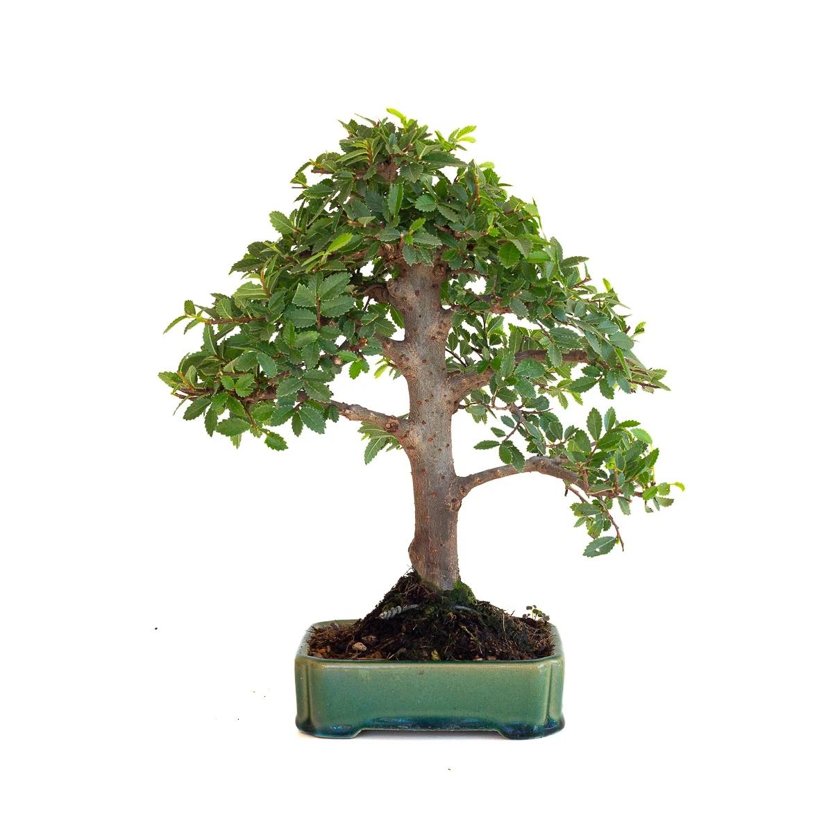 Achat Bonsai en ligne Orme du Japon Shohin 27 cm Sankaly Bonsai