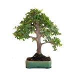 Achat Bonsai en ligne Orme du Japon Shohin 27 cm Sankaly Bonsai