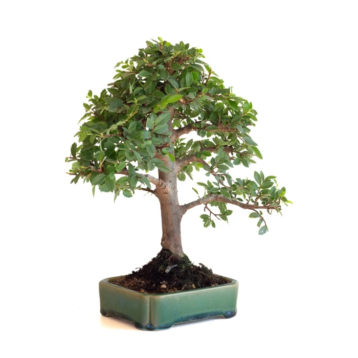 Acheter Bonsai en ligne Orme du Japon Shohin 27 cm Sankaly Bonsai