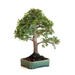 Acheter Bonsai en ligne Orme du Japon Shohin 27 cm Sankaly Bonsai