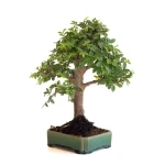 Vente Bonsai en ligne Orme du Japon Shohin 27 cm Sankaly Bonsai