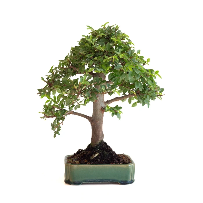 Achat Bonsai en ligne Orme du Japon 27 cm Sankaly Bonsai