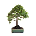Achat Bonsai en ligne Orme du Japon 27 cm Sankaly Bonsai