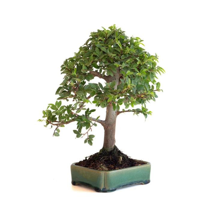 Acheter Bonsai en ligne Orme du Japon 27 cm Sankaly Bonsai