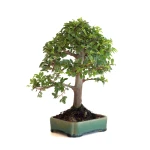 Acheter Bonsai en ligne Orme du Japon 27 cm Sankaly Bonsai