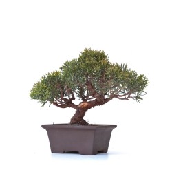 Acheter Bonsaï Juniperus Chinensis Shohin de 24 cm originaire du Japon, âgé d’environ 18 à 20 ans JC260301MB