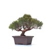 Acheter Bonsaï Juniperus Chinensis Shohin de 24 cm originaire du Japon, âgé d’environ 18 à 20 ans JC260301MB