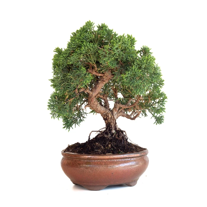 Vente Bonsaï en ligne Juniperus Chinensis de 32 cm originaire du Japon, âgé d’environ 15 ans JC260602MB