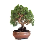 Vente Bonsaï en ligne Juniperus Chinensis de 32 cm originaire du Japon, âgé d’environ 15 ans JC260602MB