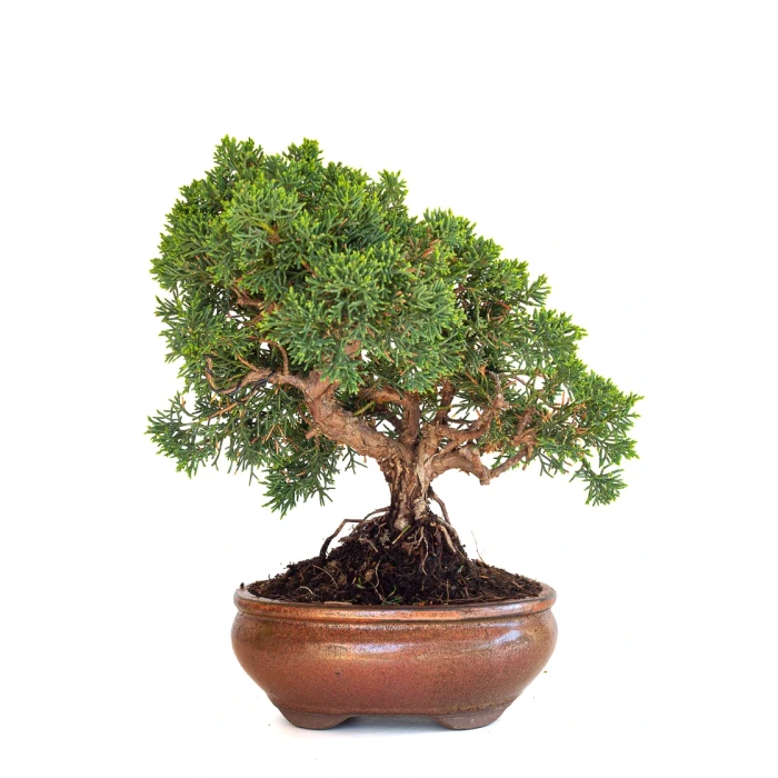 Acheter Bonsaï en ligne Juniperus Chinensis de 32 cm originaire du Japon, âgé d’environ 15 ans JC260602MB