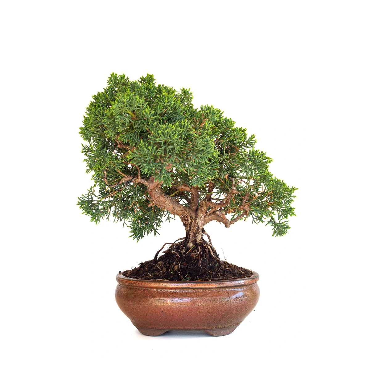 Acheter Bonsaï en ligne Juniperus Chinensis de 32 cm originaire du Japon, âgé d’environ 15 ans JC260602MB