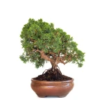 Acheter Bonsaï en ligne Juniperus Chinensis de 32 cm originaire du Japon, âgé d’environ 15 ans JC260602MB