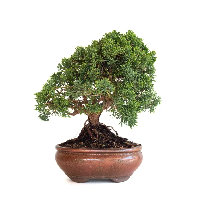 Achat Bonsaï en ligne Juniperus Chinensis de 32 cm originaire du Japon, âgé d’environ 15 ans JC260602MB