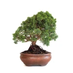 Achat Bonsaï en ligne Juniperus Chinensis de 32 cm originaire du Japon, âgé d’environ 15 ans JC260602MB